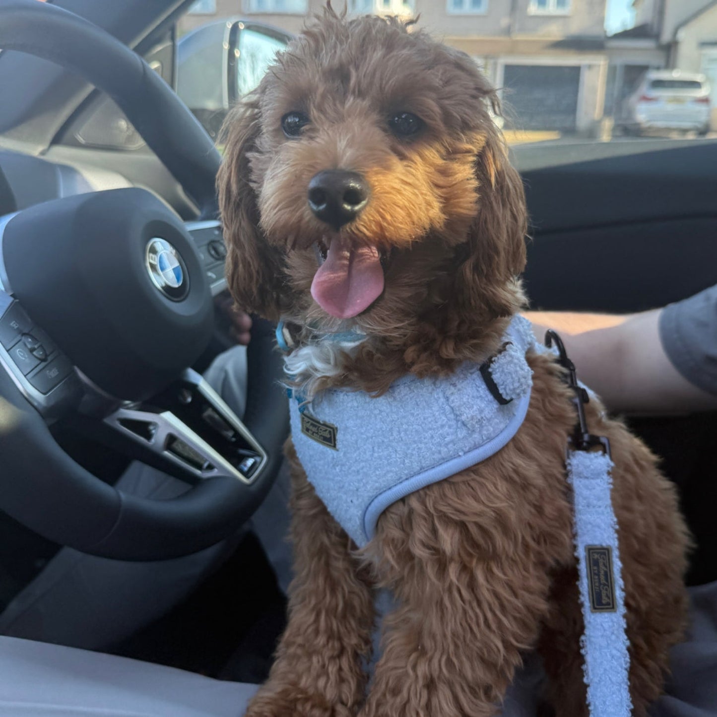Aqua Dreams Adjustable Dog Harness