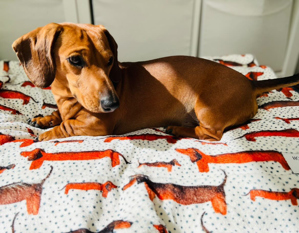 Sausage Dog Snuggle Blanket