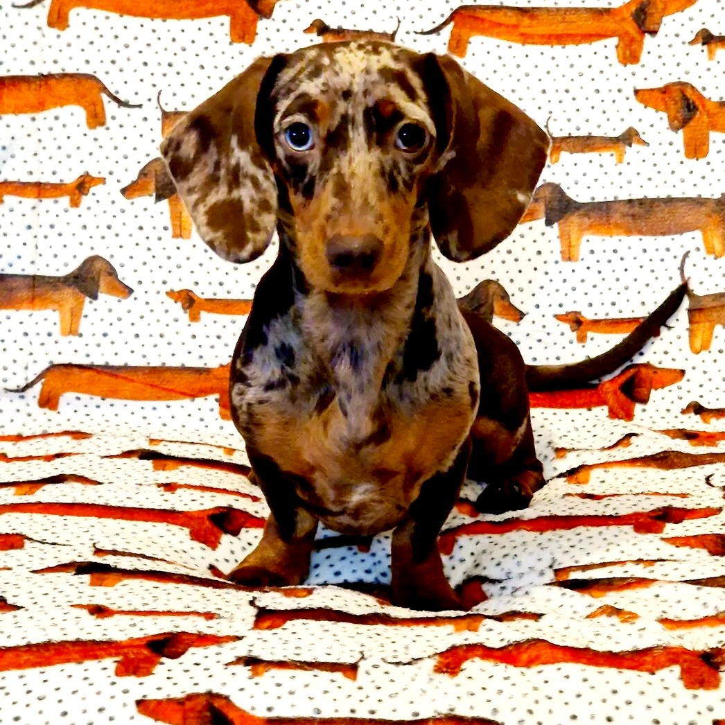 Sausage Dog Snuggle Blanket