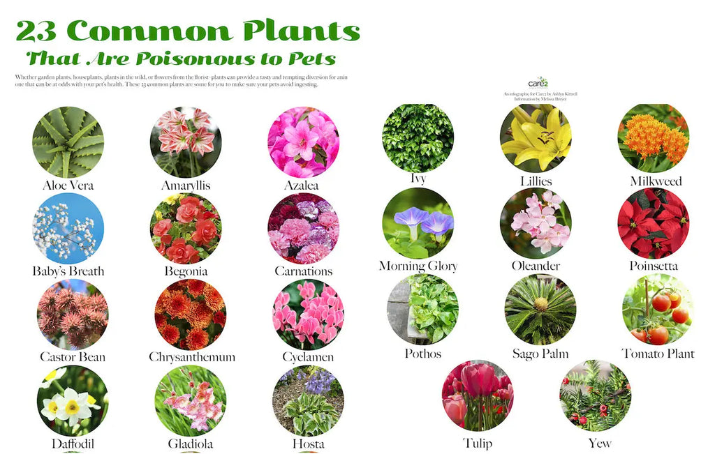 Dog-Friendly Plants: Keeping Your Garden Safe for Pets  Doghealth