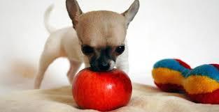 Can Dogs Eat Apples and other human snack foods?