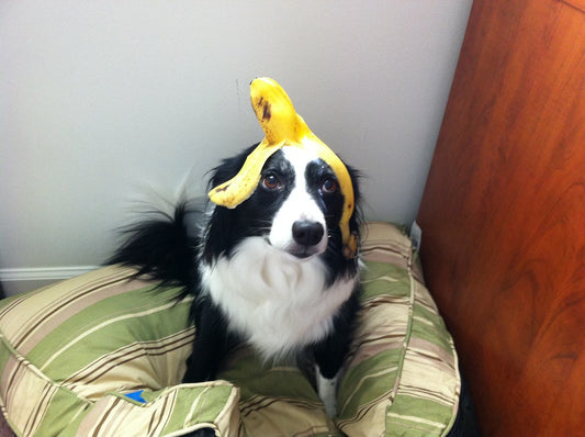 Can dogs eat Banana's ??