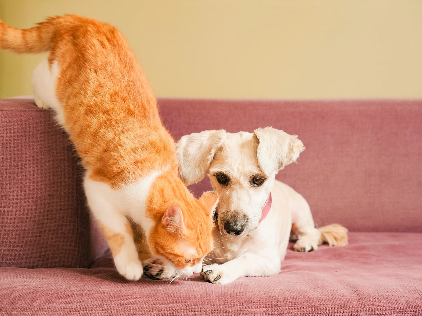 Can Cats Eat Dog Food