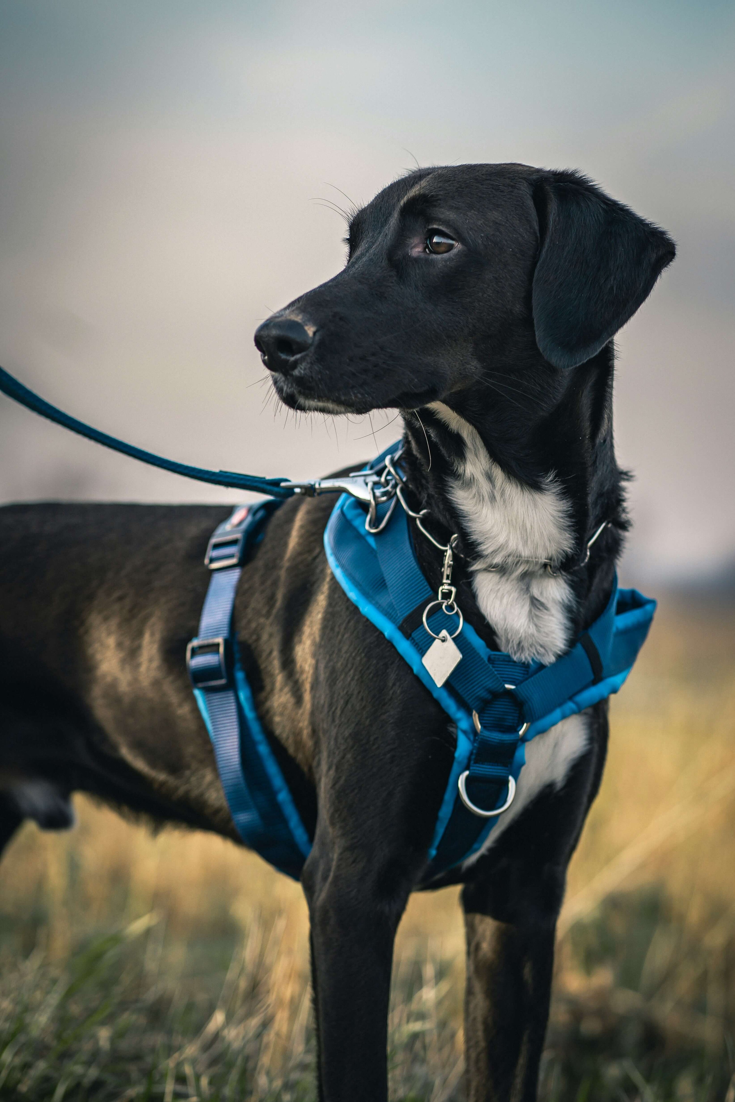 How Do I Put On A Dog Harness