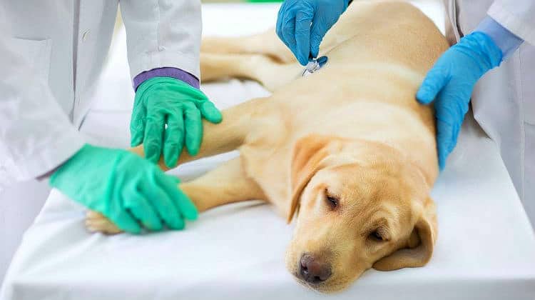 Beware of these common treats which may harm your dog