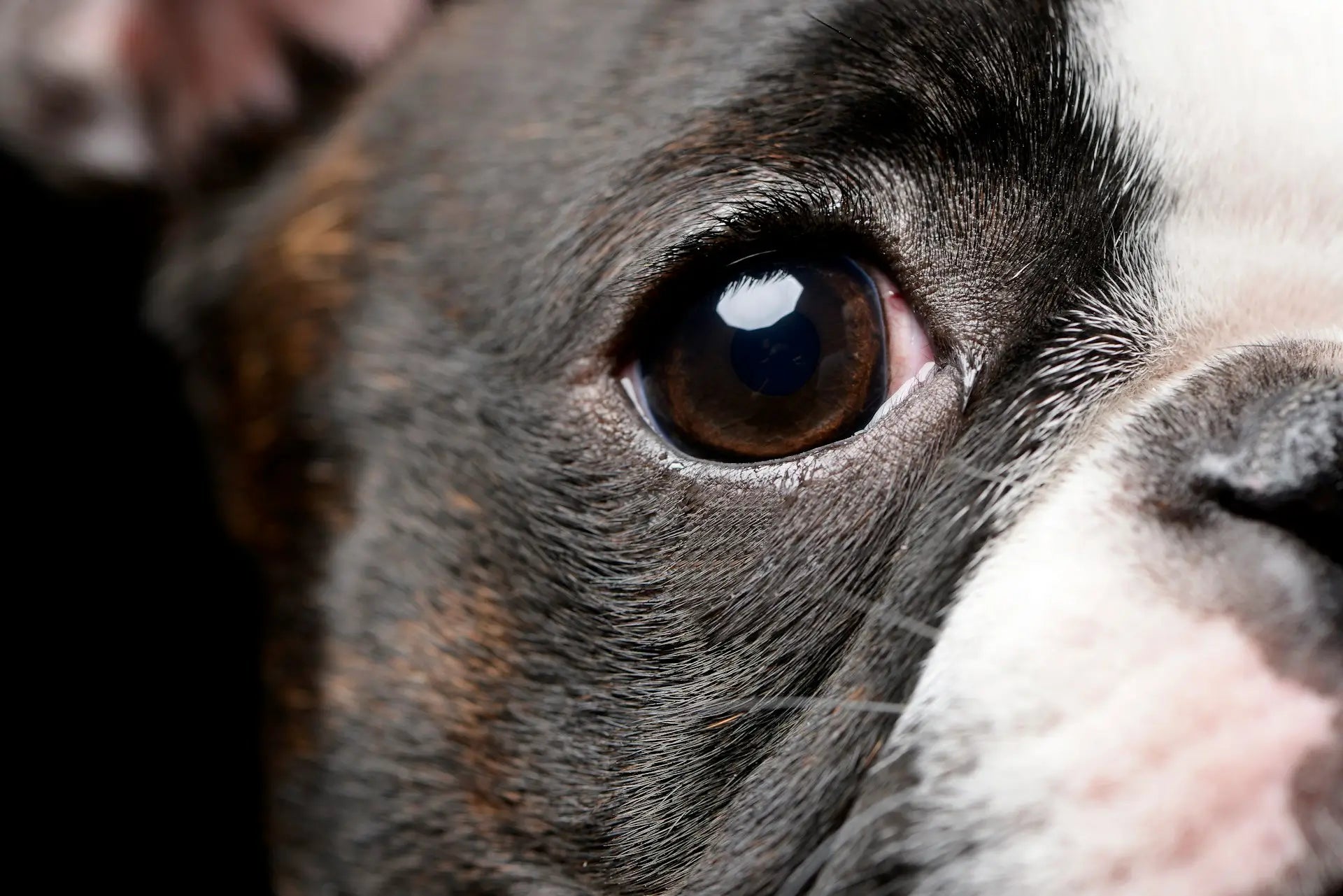 Can Dogs Get Pink Eye?