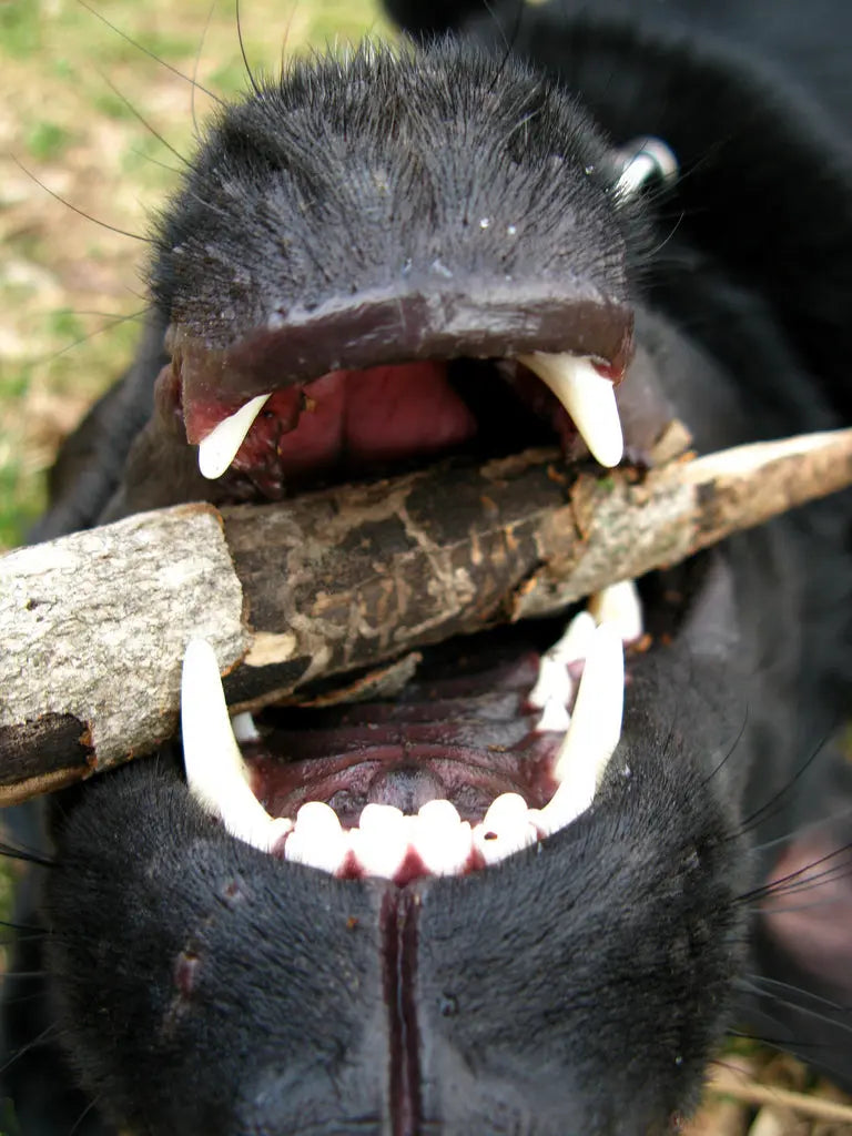 herbal-plaque-remedies Doghealth