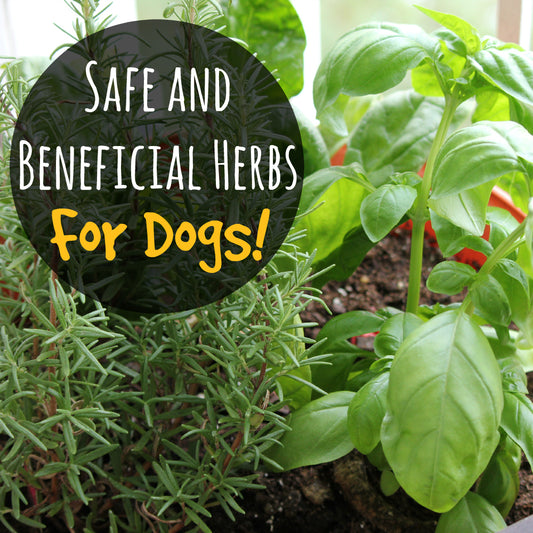 Herbal First Aid for Dogs