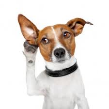 Do you know HOW to clean your dogs ears and WHY this is important?