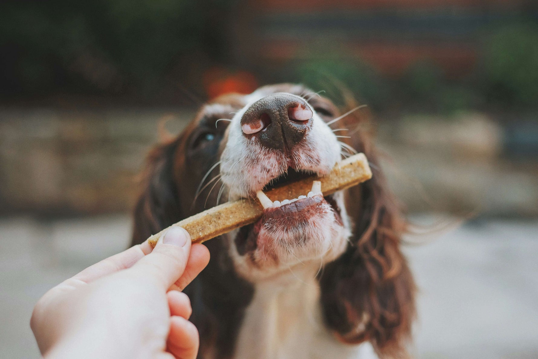 Why Do Dogs Hide Their Treats