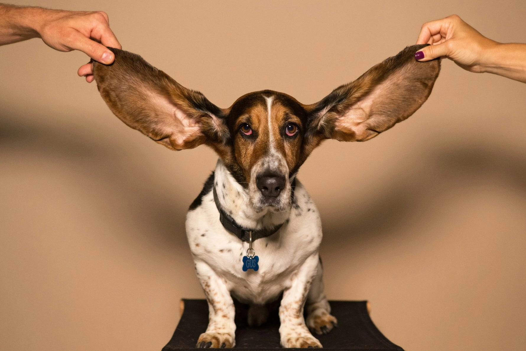 How To Clean Dogs Ears