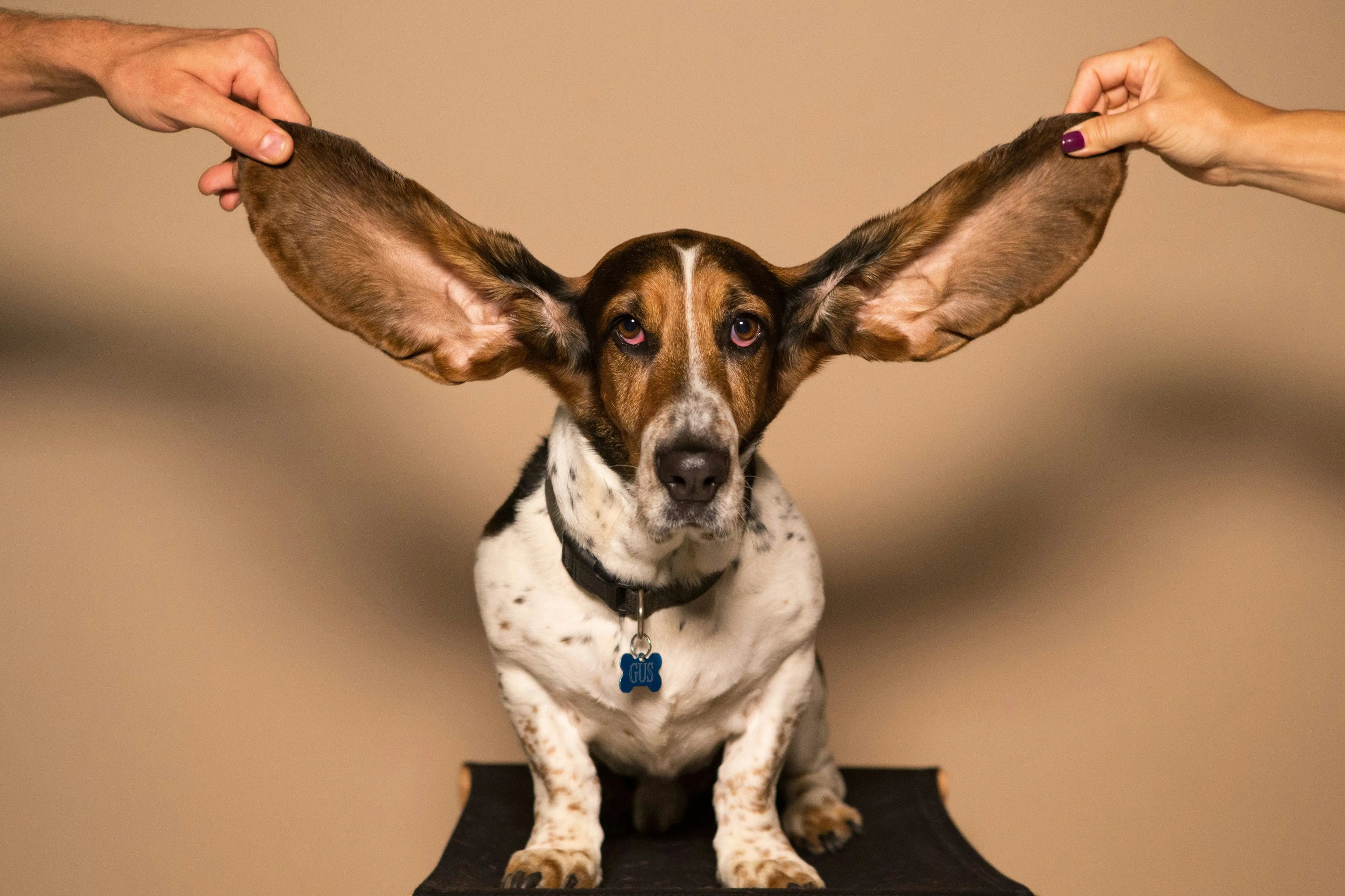 How To Clean Dogs Ears