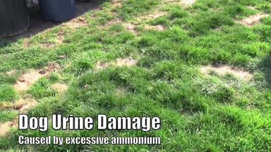 Urine Burns on Your Lovely Lawn