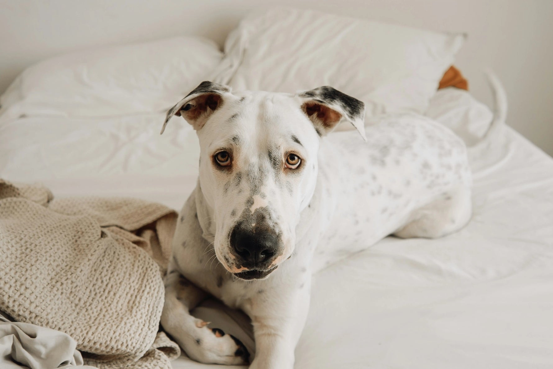 Why Did My Dog Pee On The Bed