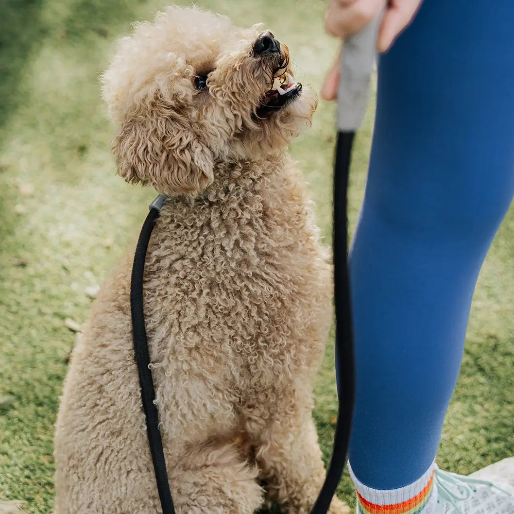 Other Dog Accessories