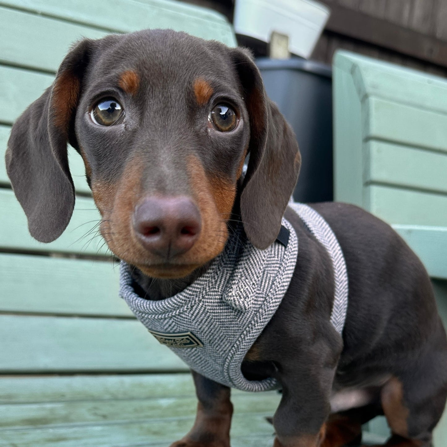 Noir Luxe Adjustable Dog Harness
