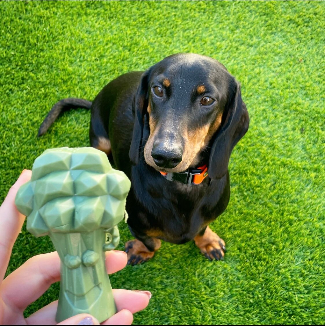 Rosewood Carrot (x2) and Broccoli (x2) Dog Chew Treats