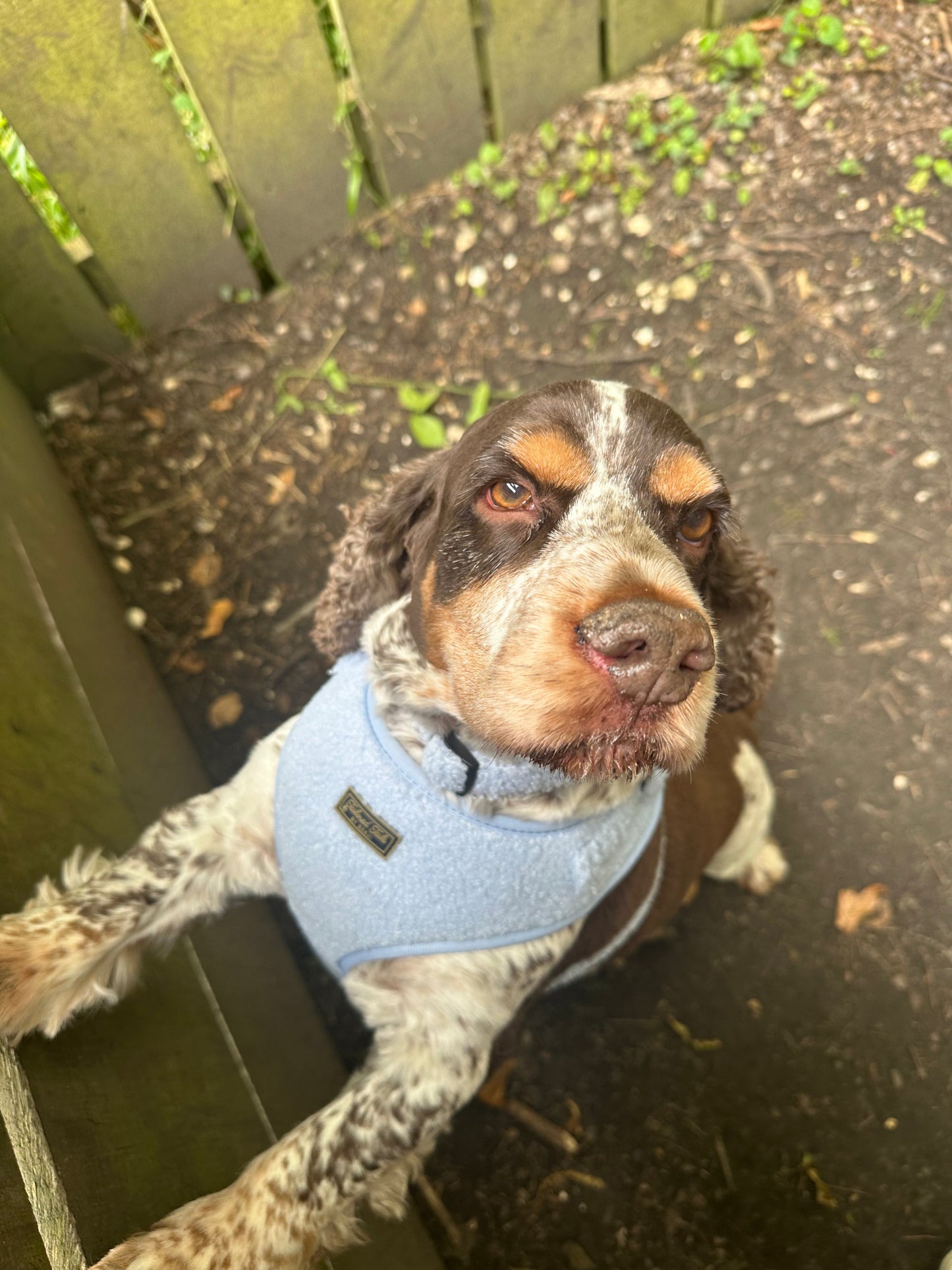 Aqua Dreams Adjustable Dog Harness