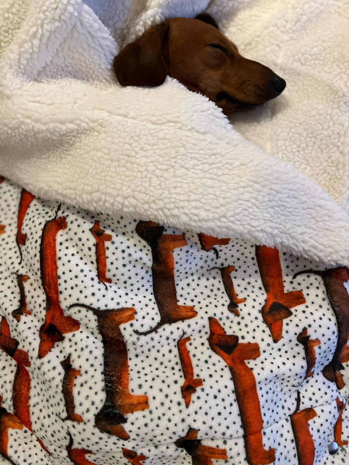 Sausage Dog Snuggle Blanket