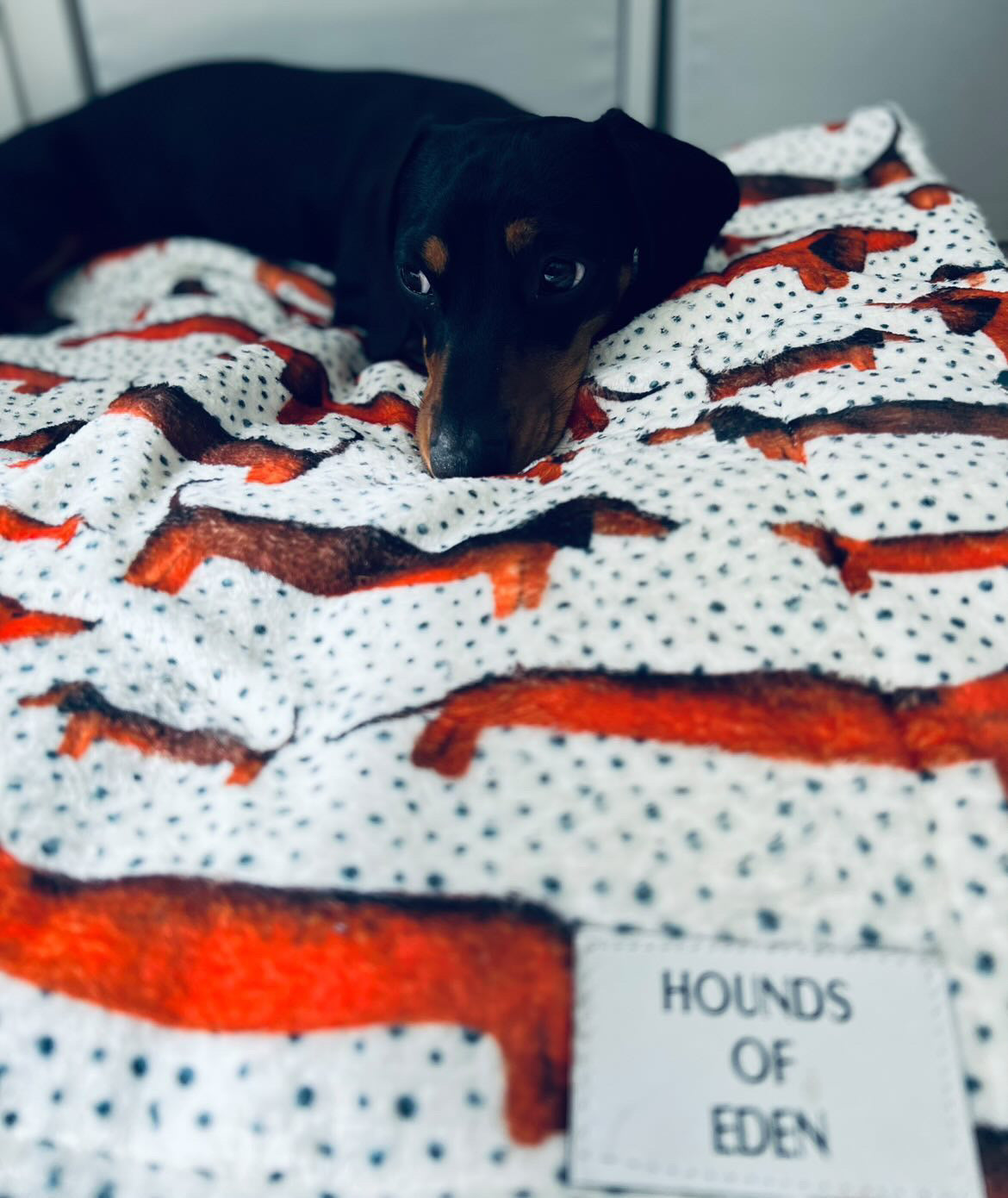 Sausage Dog Snuggle Blanket
