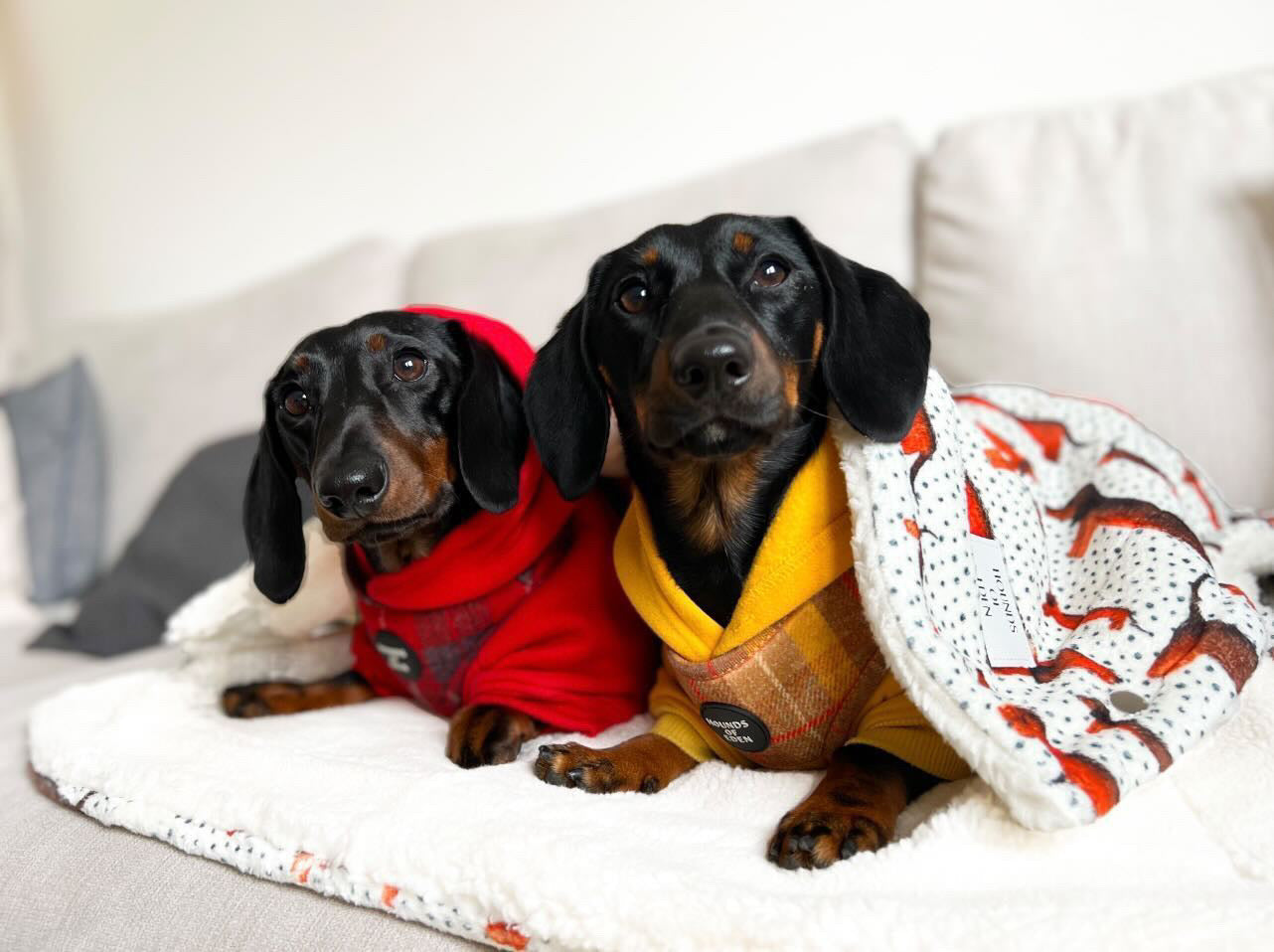 Sausage Dog Snuggle Blanket