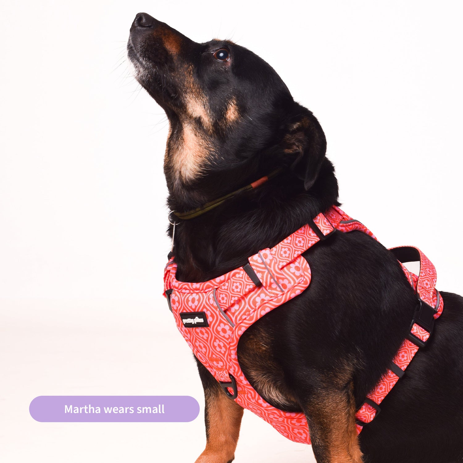 Pink Petal Dog Harness