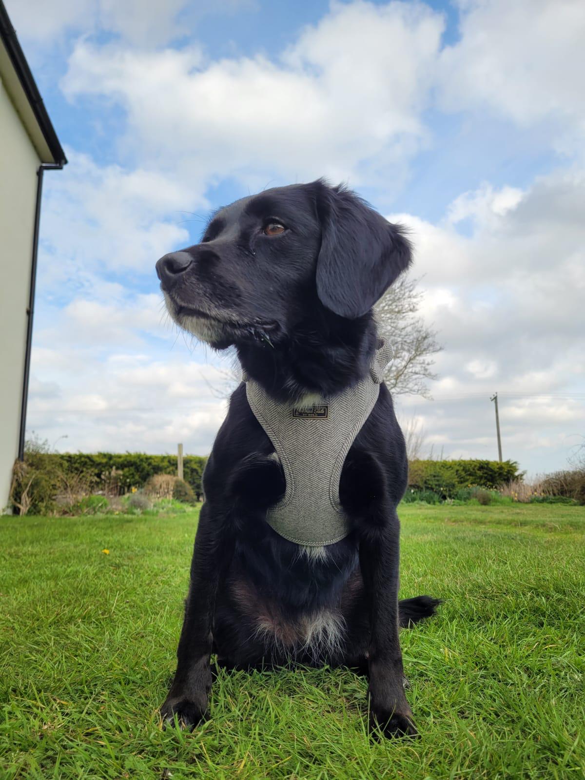 Noir Luxe Adjustable Dog Harness