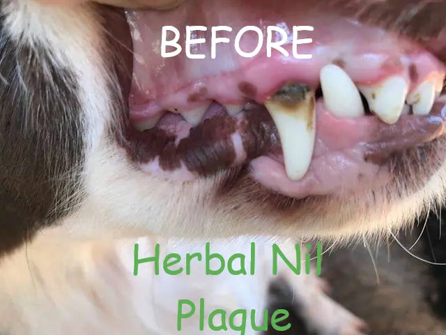 Nil Plaque for oral hygiene and plaque Dog Health