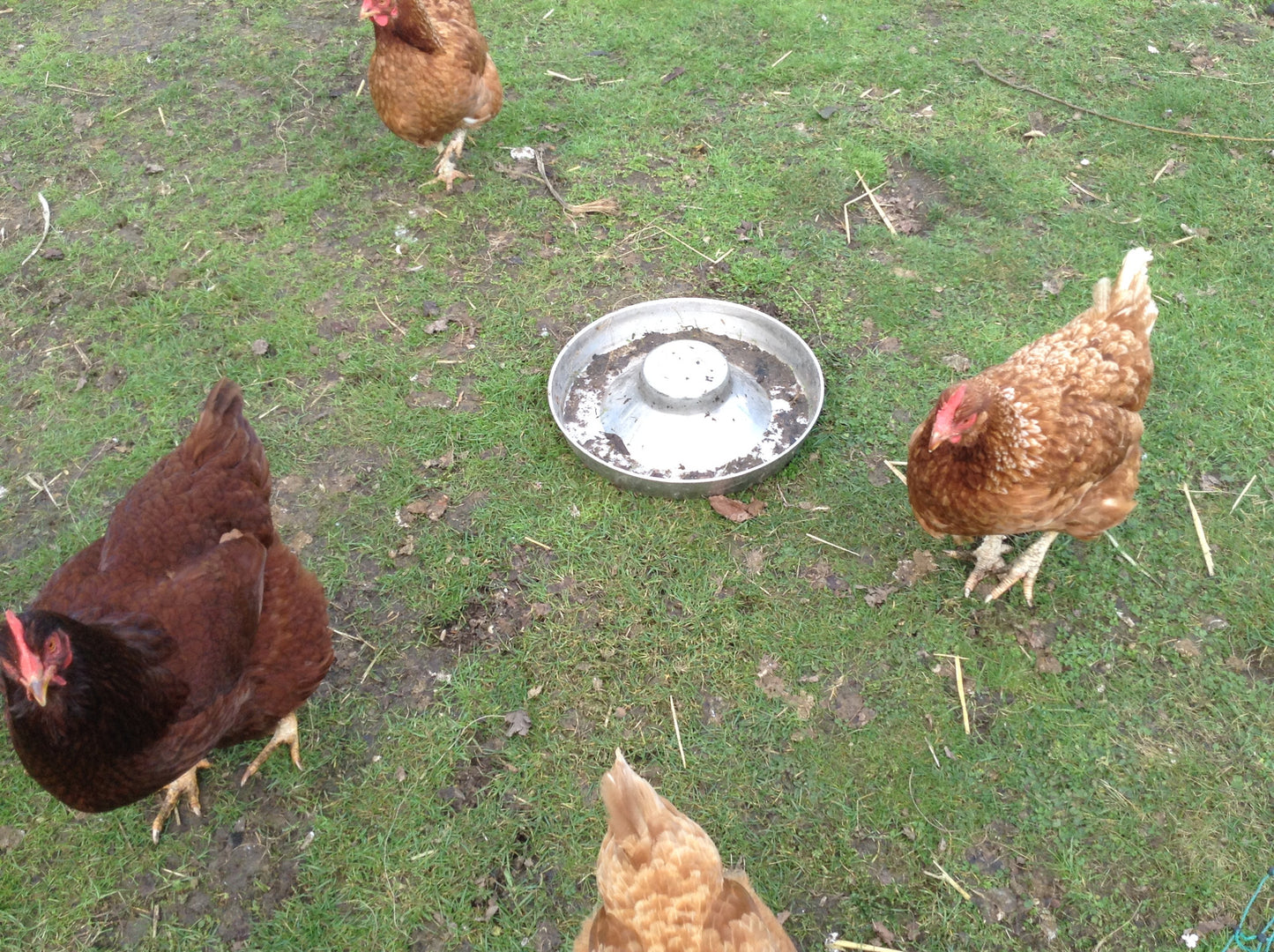 Puppy/poultry feeding bowl.