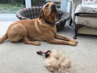 Doghealth De-Shedding Comb Dog Health